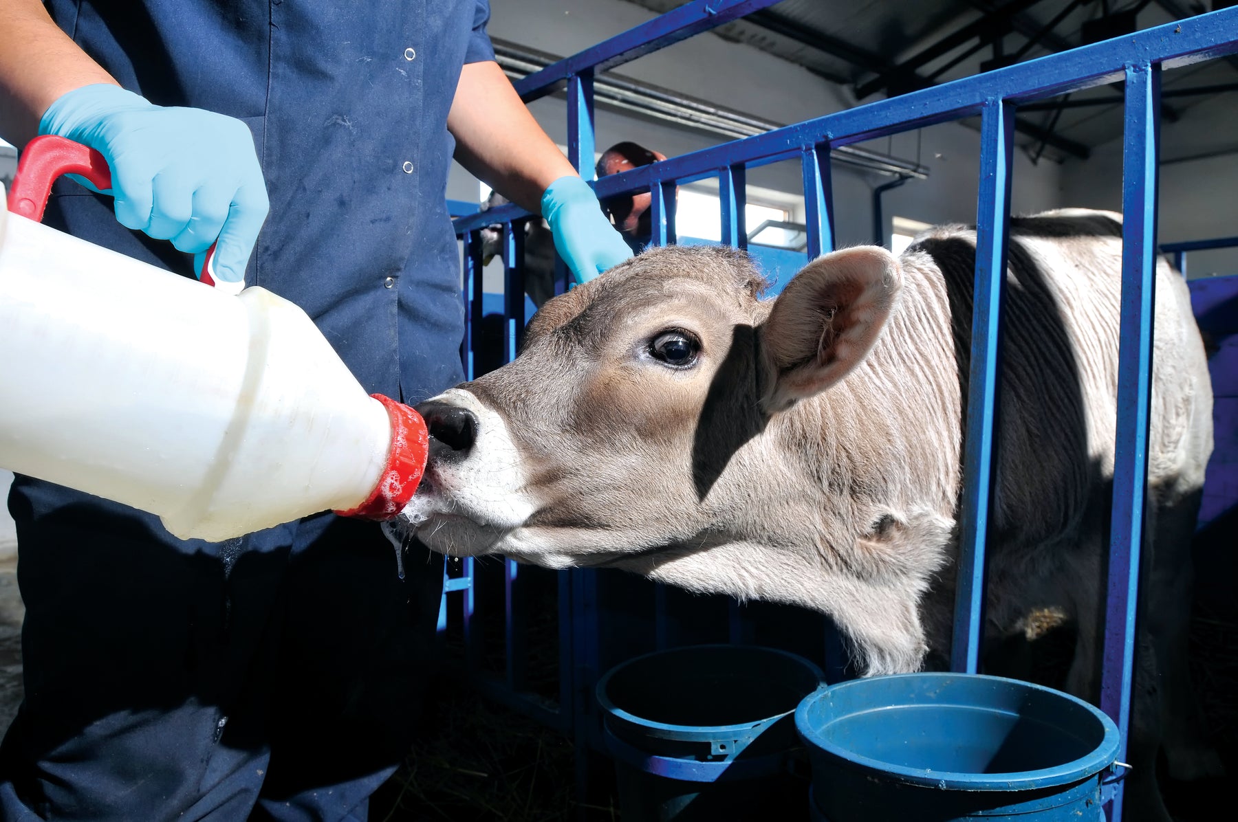 Why Nitrile Gloves are the Best for Dairy Farming