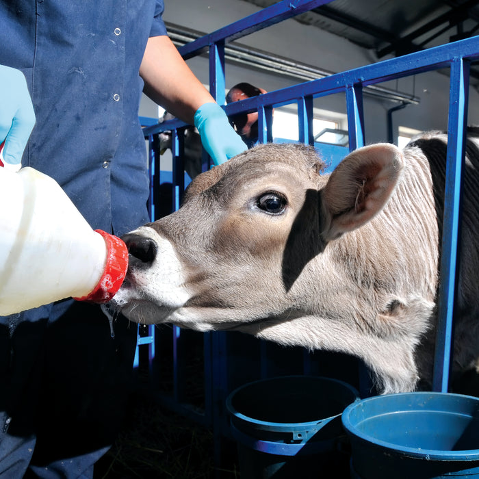 Why Nitrile Gloves are the Best for Dairy Farming