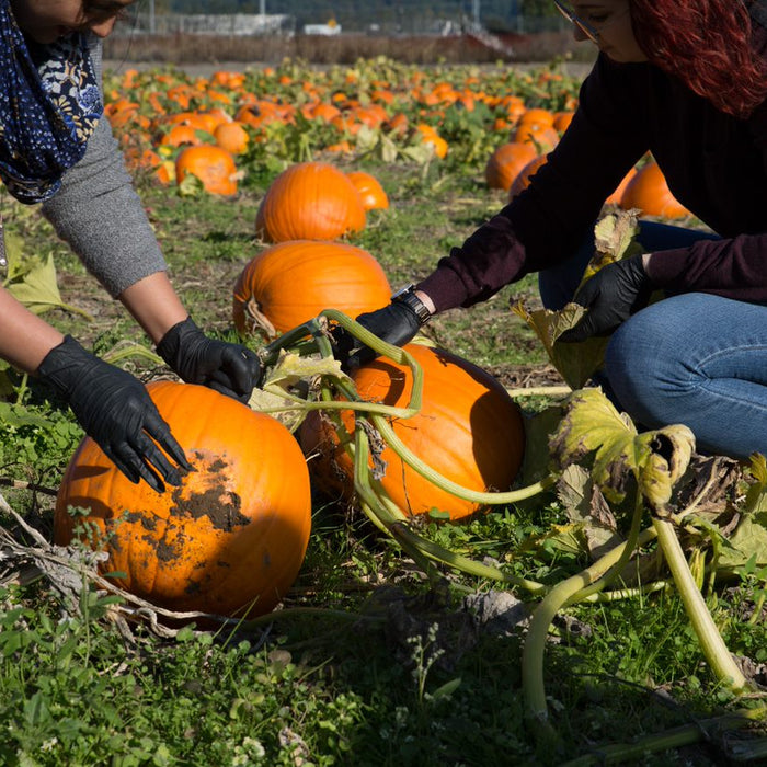 Halloween Treats from Around the World