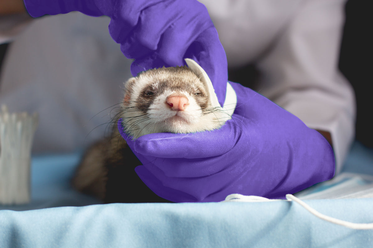 Exotic Pet Care: Ferrets, Arowanas, & Iguanas