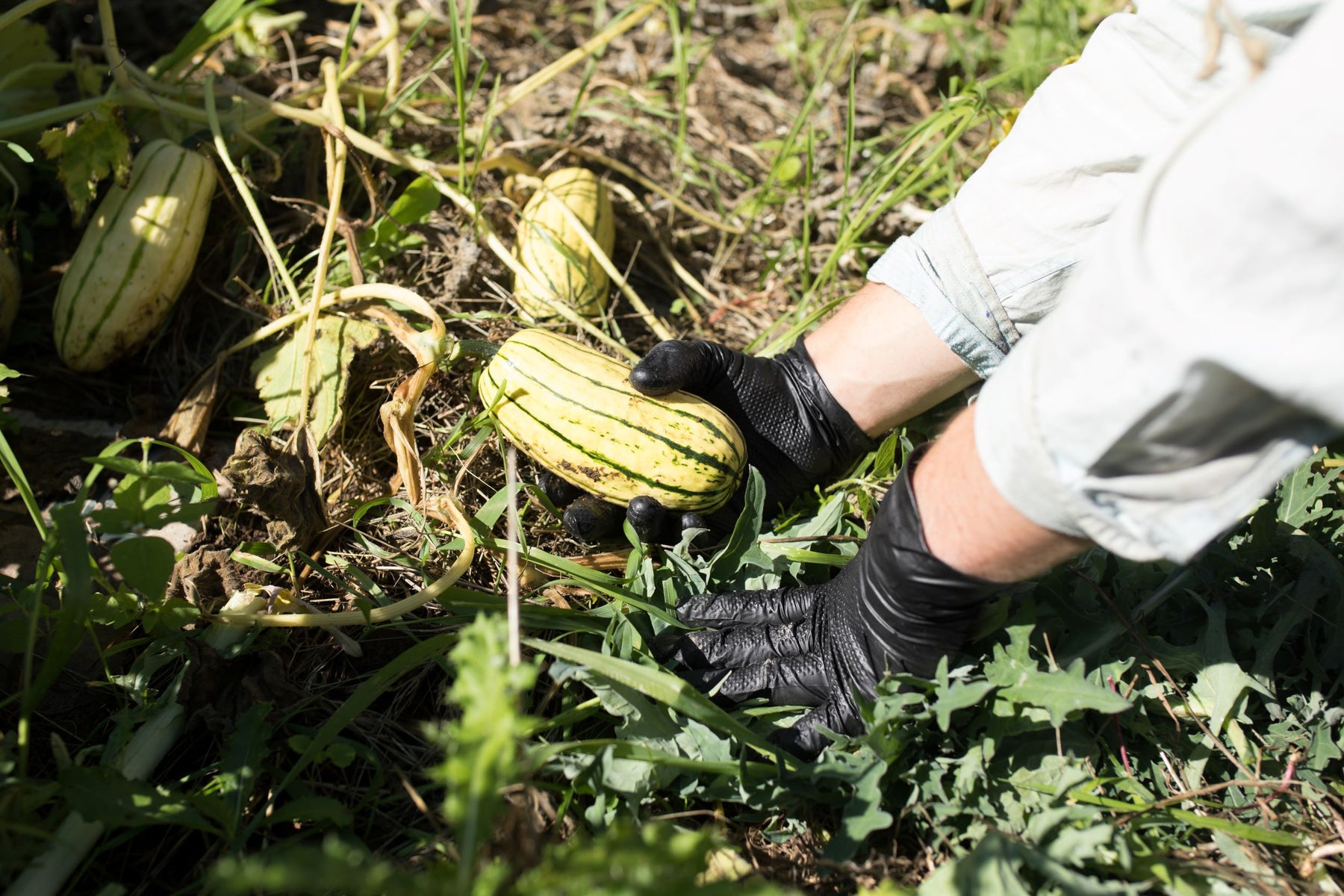 Glove Use in the Agricultural Industry